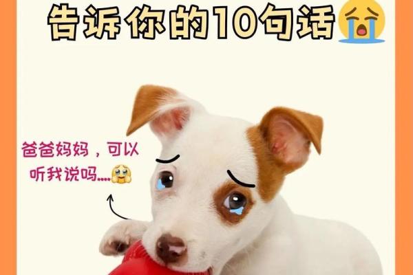 梦见狗狗对我特别友好