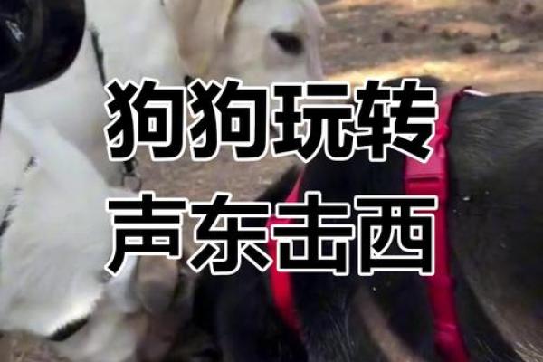 声东击西打一正确生肖动物(声东击西指什么动物生肖)