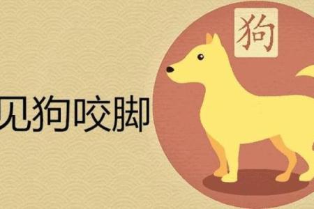 梦见狗咬自己是什么预兆