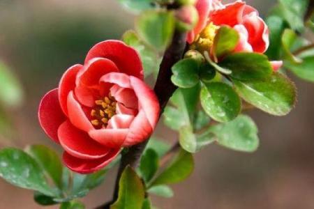 揭不开锅什么生肖(揭不开锅什么生肖正确答案)