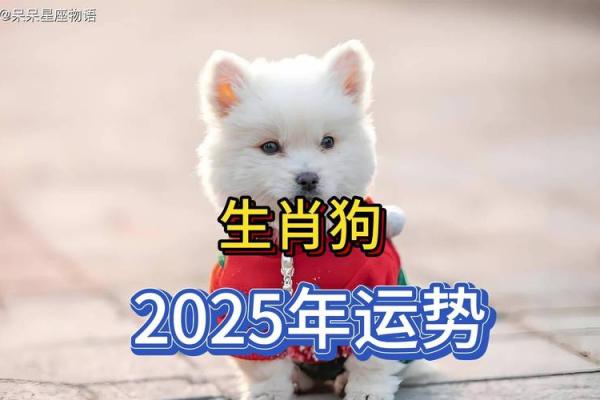 2025年属狗的全年运势怎么样 属狗2025年属狗每月运势和运