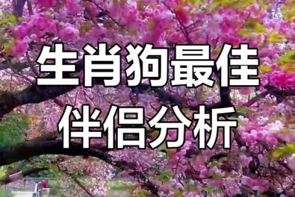 属狗男和属马女婚姻相配吗_90马94狗婚配为大忌