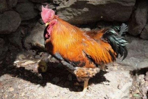 鸡犬升天是什么生肖(鸡犬升天是什么生肖动物图片)