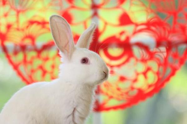 属兔2020年几月份搬家好(属兔人2021年哪个月搬新家好)