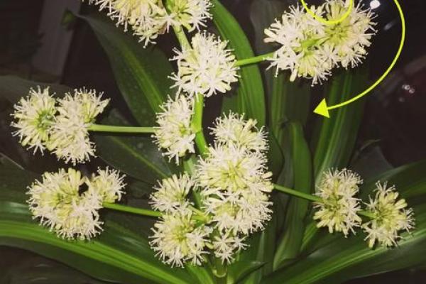 铁树发芽开金花是什么生肖(铁树开花枯枝发芽)