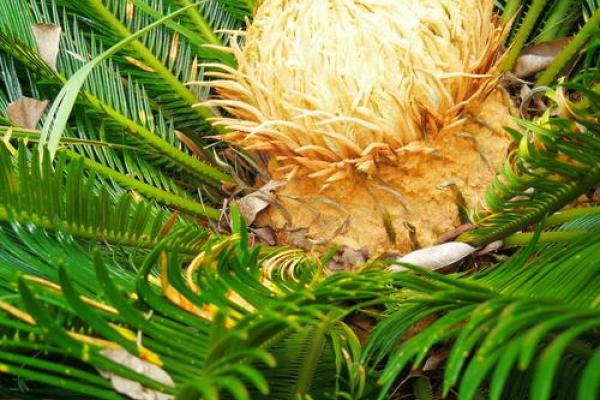 铁树发芽开金花是什么生肖(铁树开花枯枝发芽)