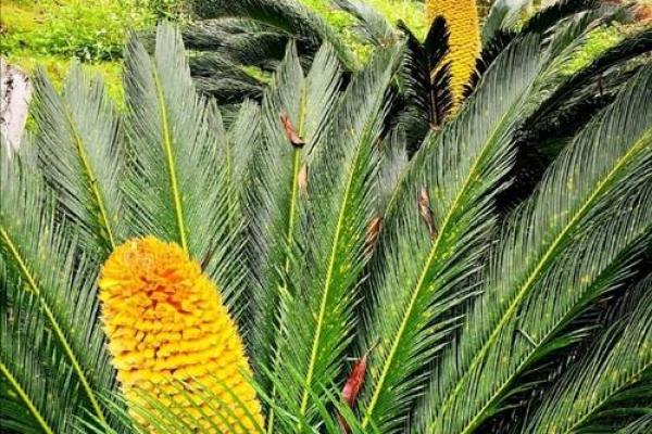 铁树开花是什么生肖(铁树开花是什么生肖最准确答案)