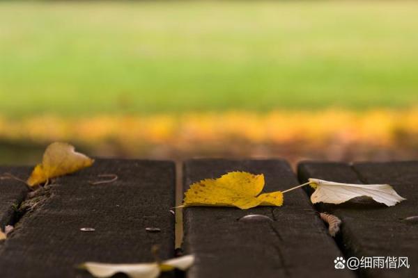 秋风落叶打一生肖(秋风落叶打一生肖是什么)