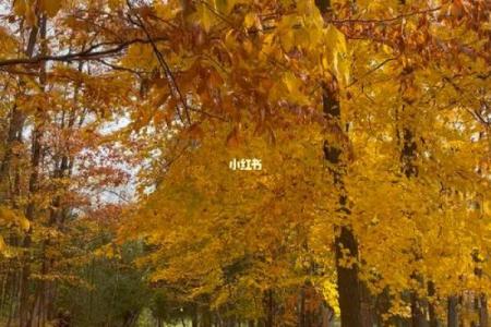 秋风落叶打一生肖(秋风落叶打一生肖是什么)