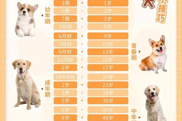 属狗今年多大年纪