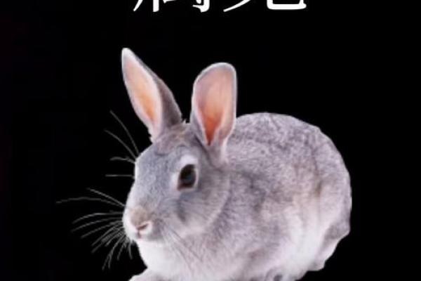 属兔的那个月搬家好(属兔适合几月搬家)