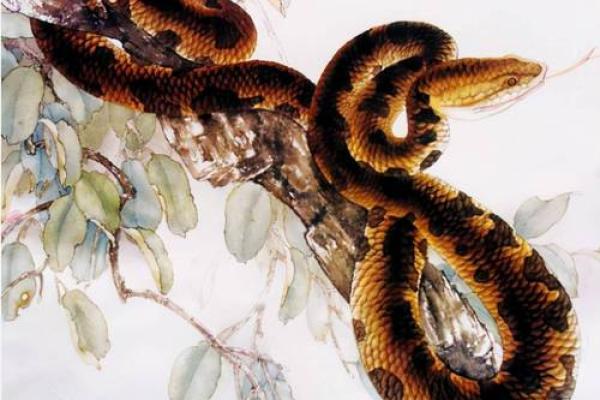 异想天开是什么生肖(异想天开是什么生肖确定一下)