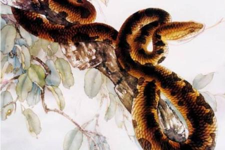 异想天开是什么生肖(异想天开是什么生肖确定一下)