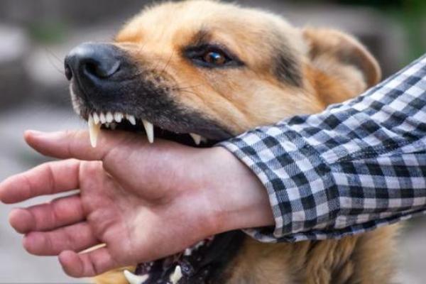 女人梦见狗扑上来咬 女人梦见狗扑上来咬