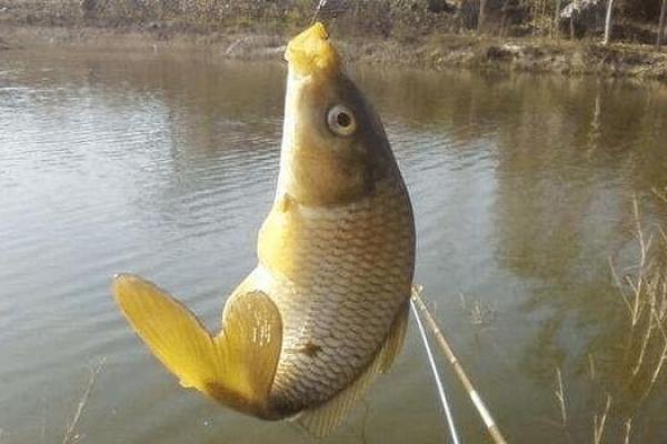 梦见吃鱼是什么意思周公解梦 梦见吃鱼是什么意思周公解梦