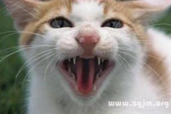 梦见被猫咬了不松口是什么意思 梦见被猫咬了不松口是什么意思