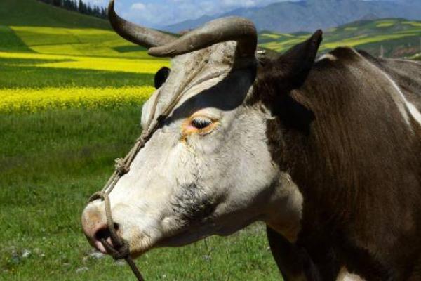 一呼百应是什么生肖(一呼百应是什么生肖猴)