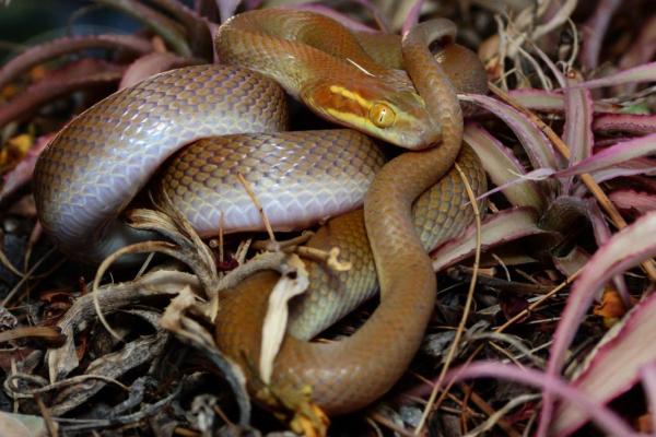 周公解梦梦到蛇 周公解梦梦到蛇