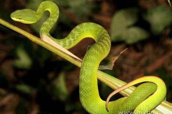 梦到蛇是什么征兆 女性周公解梦 梦到蛇是什么征兆 女性周公解梦