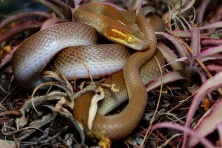 周公解梦梦到蛇