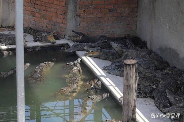 梦见鳄鱼吃人是什么预兆 梦见鳄鱼吃人是什么预兆