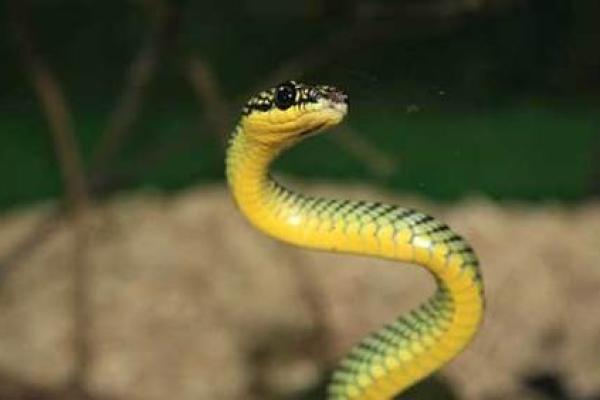 梦见很多条蛇 梦见很多条蛇