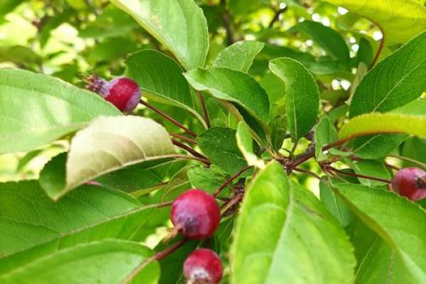 万绿丛中红一点红是什么生肖(万绿丛中红一点是什么数字) 万绿丛中红一点红是什么生肖(万绿丛中红一点是什么数字)