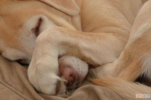 梦见大狗很吓人但没咬我 梦见大狗很吓人但没咬我