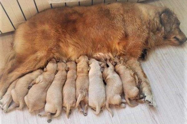 梦见狗生一窝小狗是什么预兆