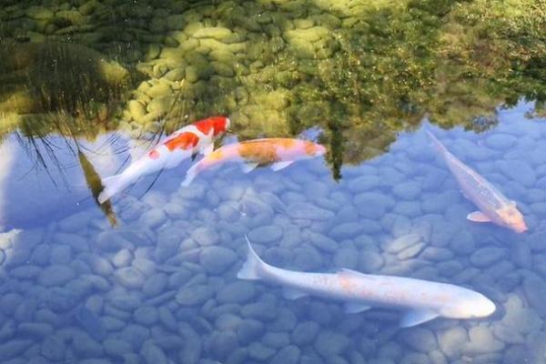 已婚女人梦见好多鱼在水里游 已婚女人梦见好多鱼在水里游