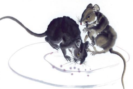 惦念家中一支梅是什生肖(惦念什么)