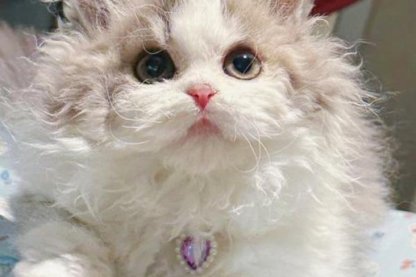 女人梦到猫暗示什么 女人梦到猫暗示什么