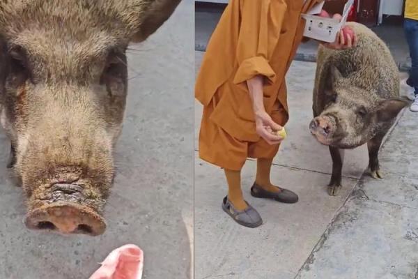 摇头摆尾打一最佳生肖(摇头摆尾打一最佳生肖)