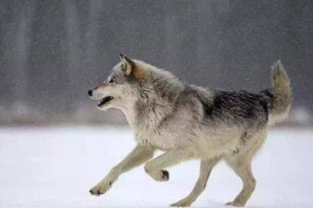 男人梦见狼 吉兆