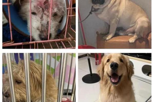 梦见捡到一只小狗