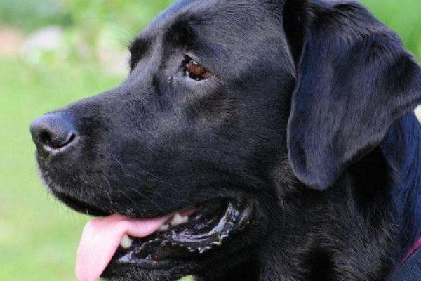 女人梦见黑狗什么预兆