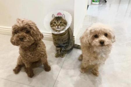 潦草塞责是什么生肖(潦草塞责是什么生肖数字)