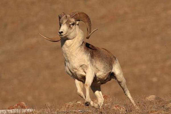 男人梦见羊群是什么预兆 男人梦见羊群是什么预兆