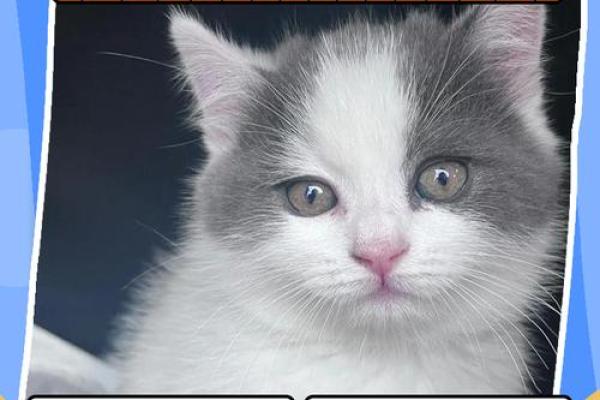 女人梦见猫周公解梦