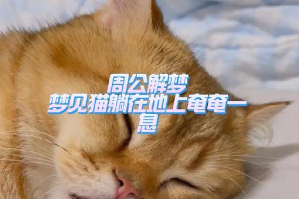 梦见大猫是什么预兆周公解梦 梦见大猫是什么预兆周公解梦