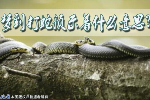 梦见打蛇是什么意思 周公解梦 梦见打蛇是什么意思 周公解梦