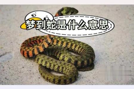 做梦梦见蛇好不好