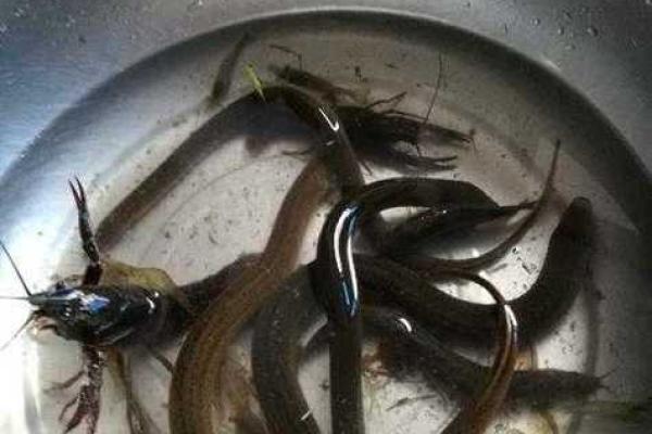 梦见黄鳝是什么预兆男人 梦见黄鳝是什么预兆男人