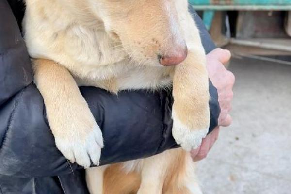 梦见黄狗是什么意思 梦见黄狗是什么意思