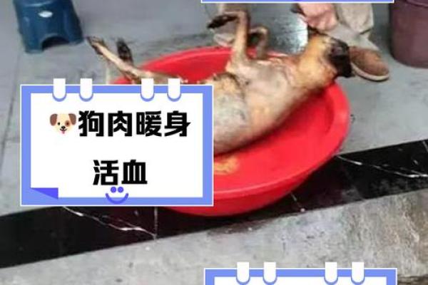 梦见吃狗肉是什么预兆周公解梦 梦见吃狗肉是什么预兆周公解梦