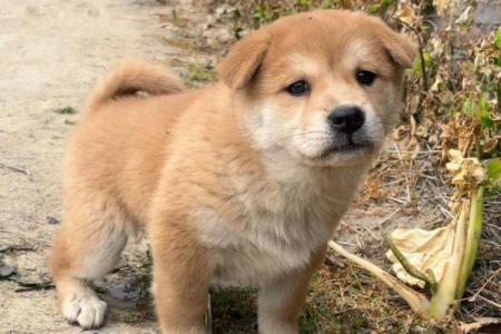 梦见黄狗是什么意思