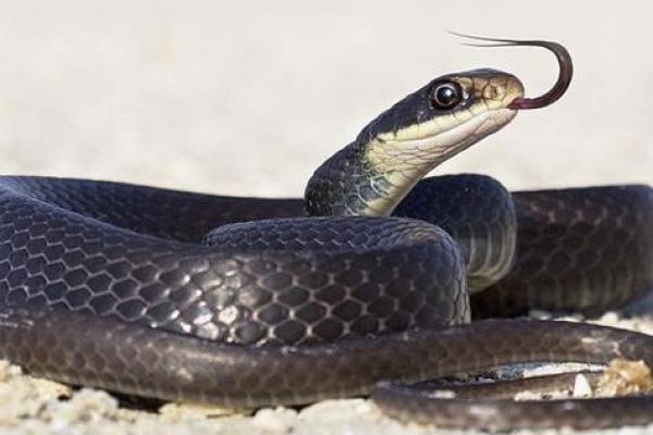 梦见黑蛇的都生了儿子吗 梦见黑蛇的都生了儿子吗