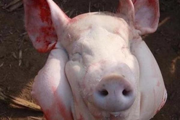 梦见一大堆生猪肉是什么征兆 梦见一大堆生猪肉是什么征兆