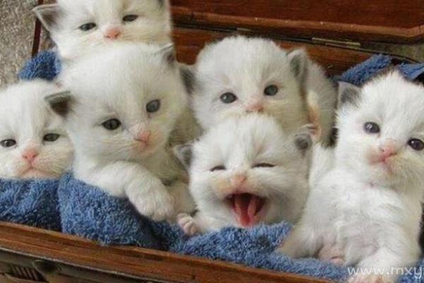 女人梦见一群猫是什么预兆 女人梦见一群猫是什么预兆