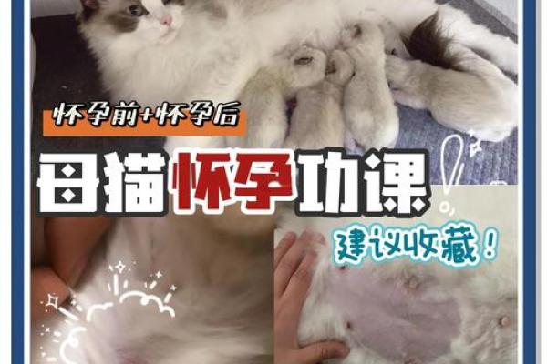 孕妇梦见猫 孕妇梦见猫